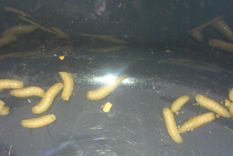 Sind Das Maden Von Motten Oder Fliegen Insekten Schadlinge