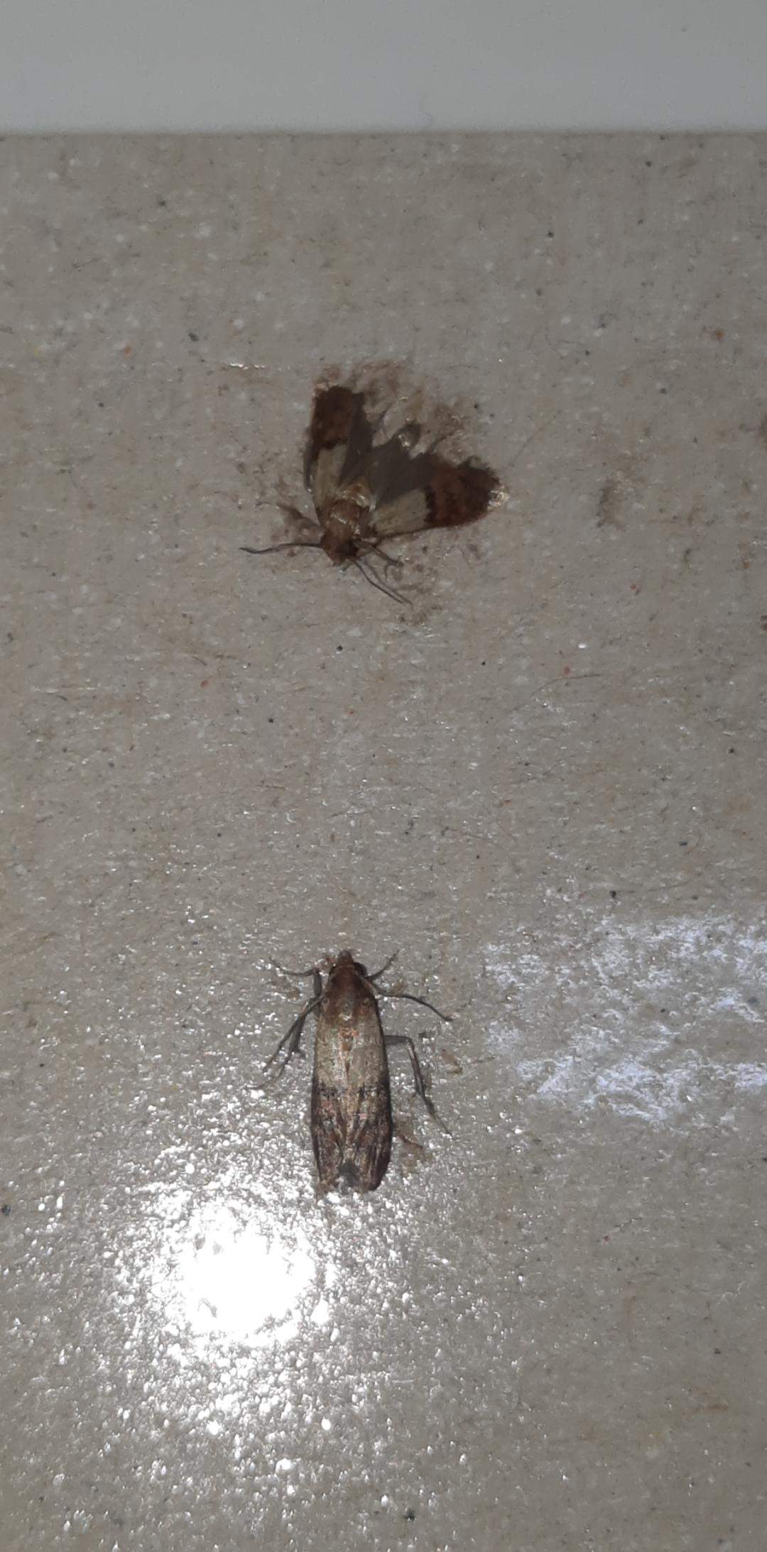 Wo Kommen Die Motten In Der Wohnung Her Motten im Badezimmer, wie kann das sein? Und wie werde ich sie los