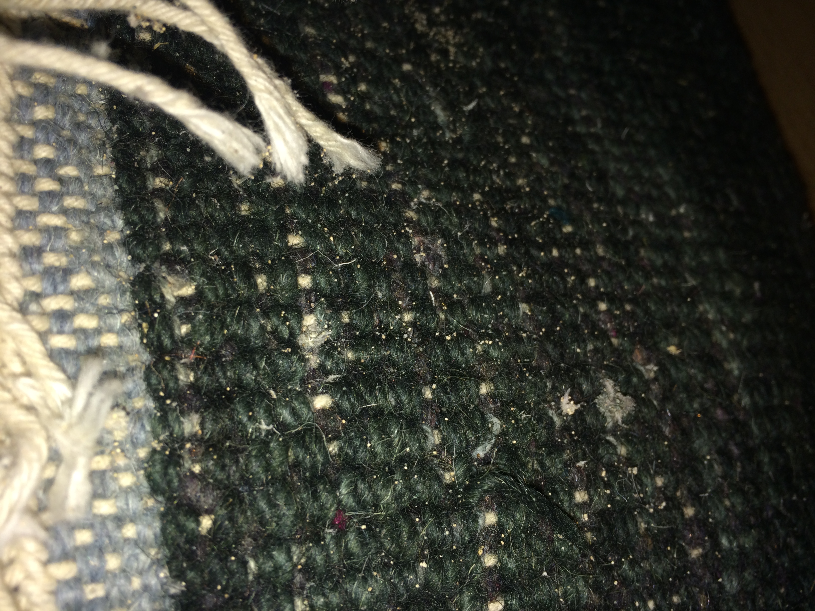 Motten Im Teppich Putzen Schadlinge Teppichreinigung