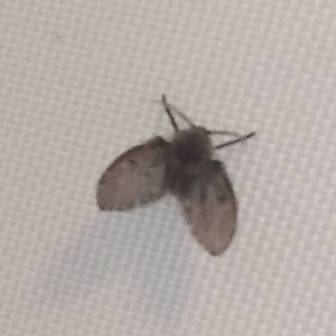 Mottenartiges Tier im Bad - (fliegen, Badezimmer, Motten)