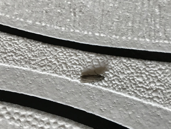 Motten Plage Was Kann Ich Tun Insekten