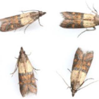 Motten Die Meistgelesenen Fragen