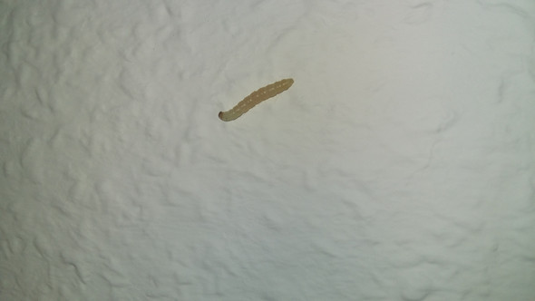 Mottenmaden Bei Mir An Der Decke Im Wohnzimmer Und Kuche Gefunden Woher Kommen Die Insekten Madenwurmer Mottenmaden Bei Mir An Der Decke Im Wohnzimmer Und Kuche Gefunden Woher Kommen Die Insekten Madenwurmer
