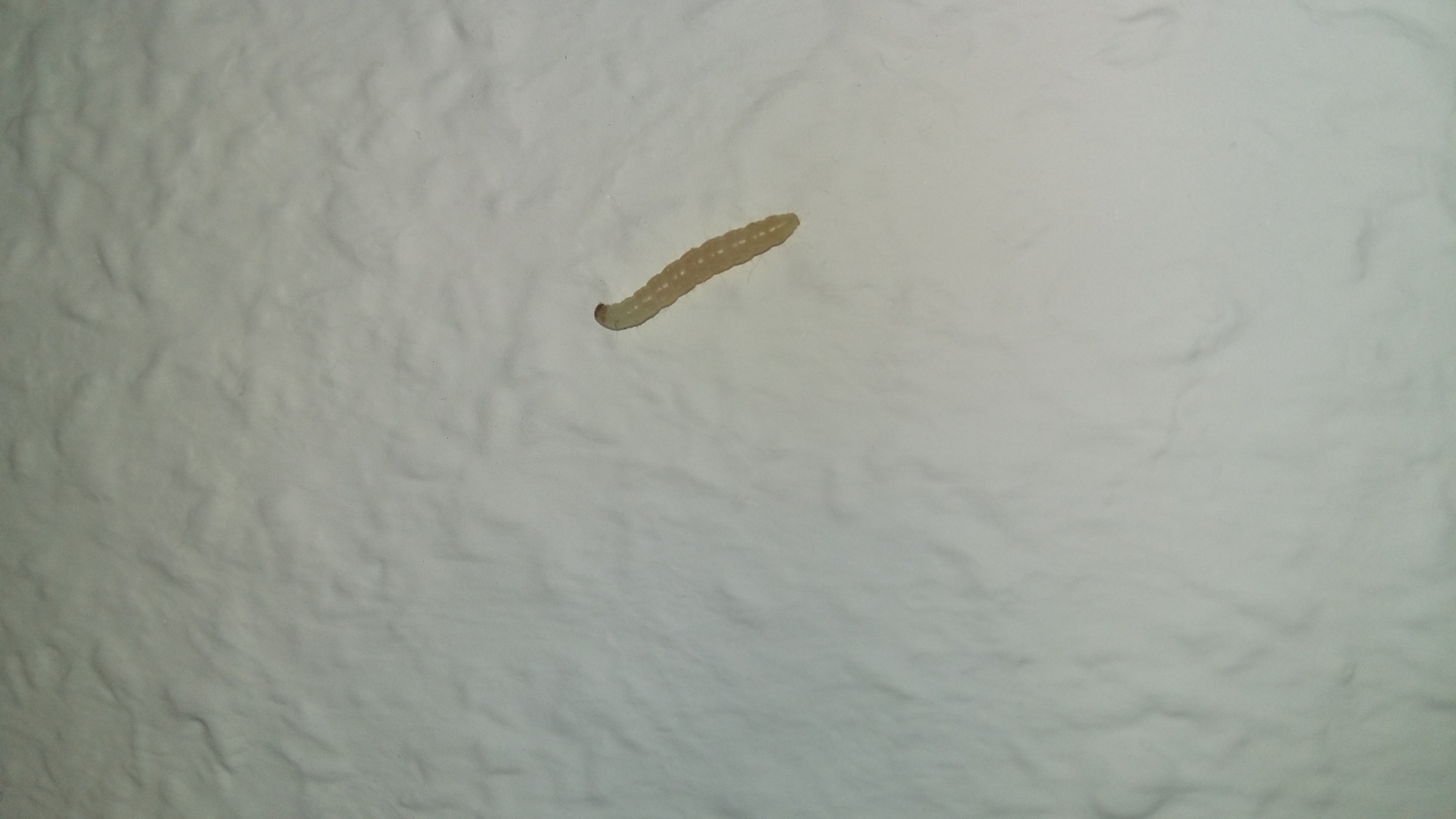 Maden Kuche Maden Kuche Loswerden