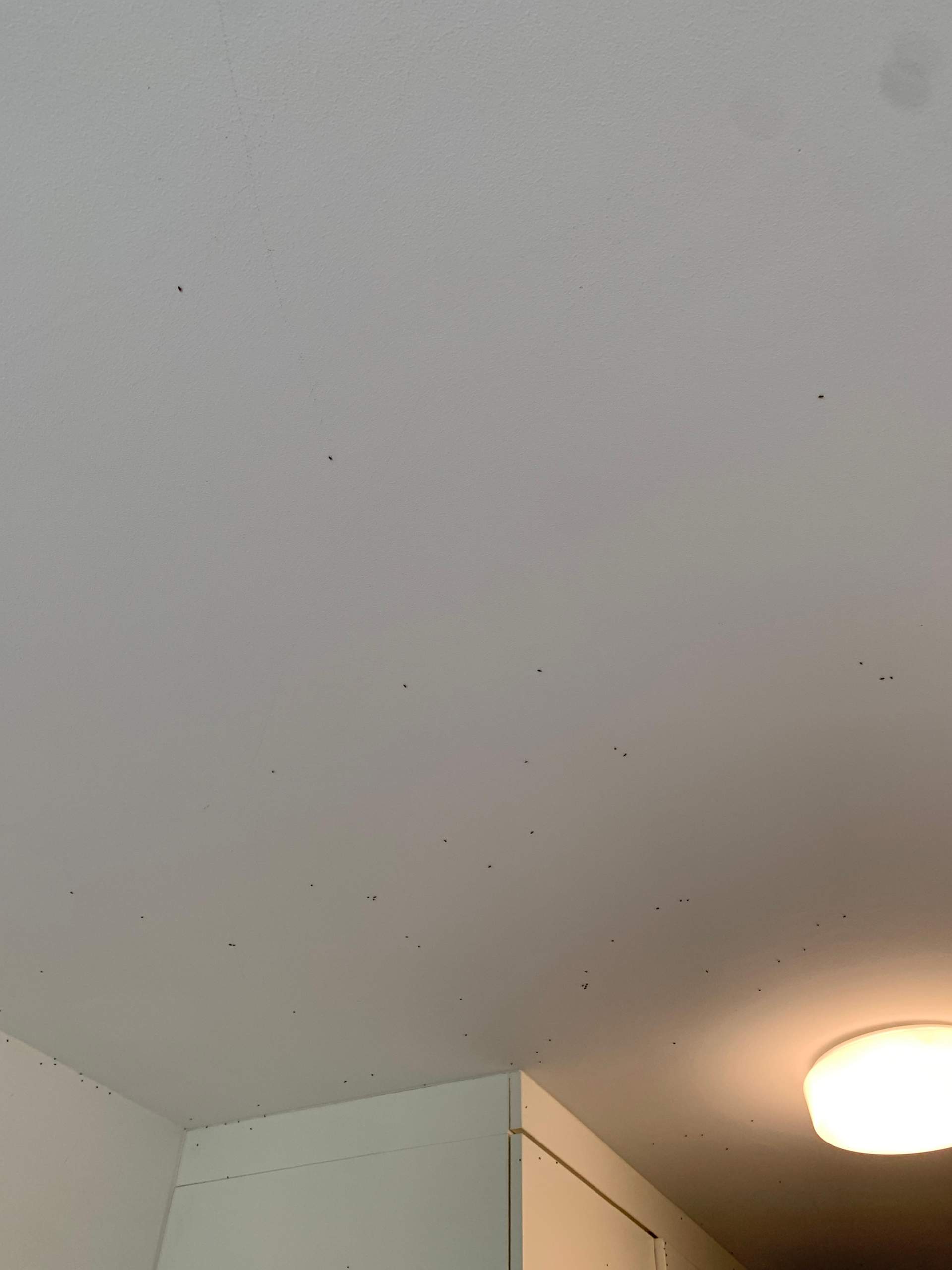 Mücken an der wand? (Insekten)