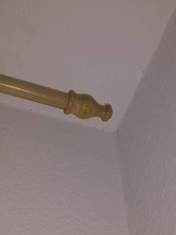 mückenplage im zimmer? (Insekten, Mücken)