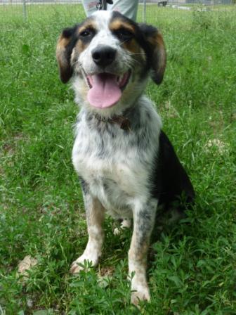 Nicht Haarende Hunde Mischlinge