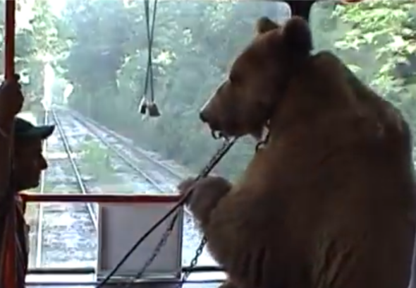 Bär in der Straßenbahn von Sofia - (Tiere, Bahn, Ticket)