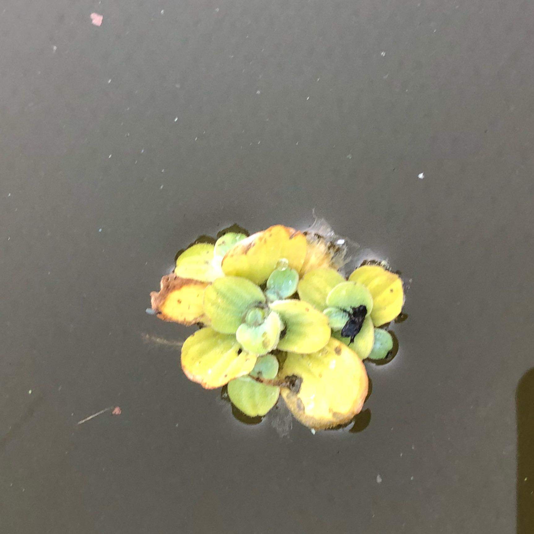 Müssen diese schwimmpflanzen im winter aus dem teich?