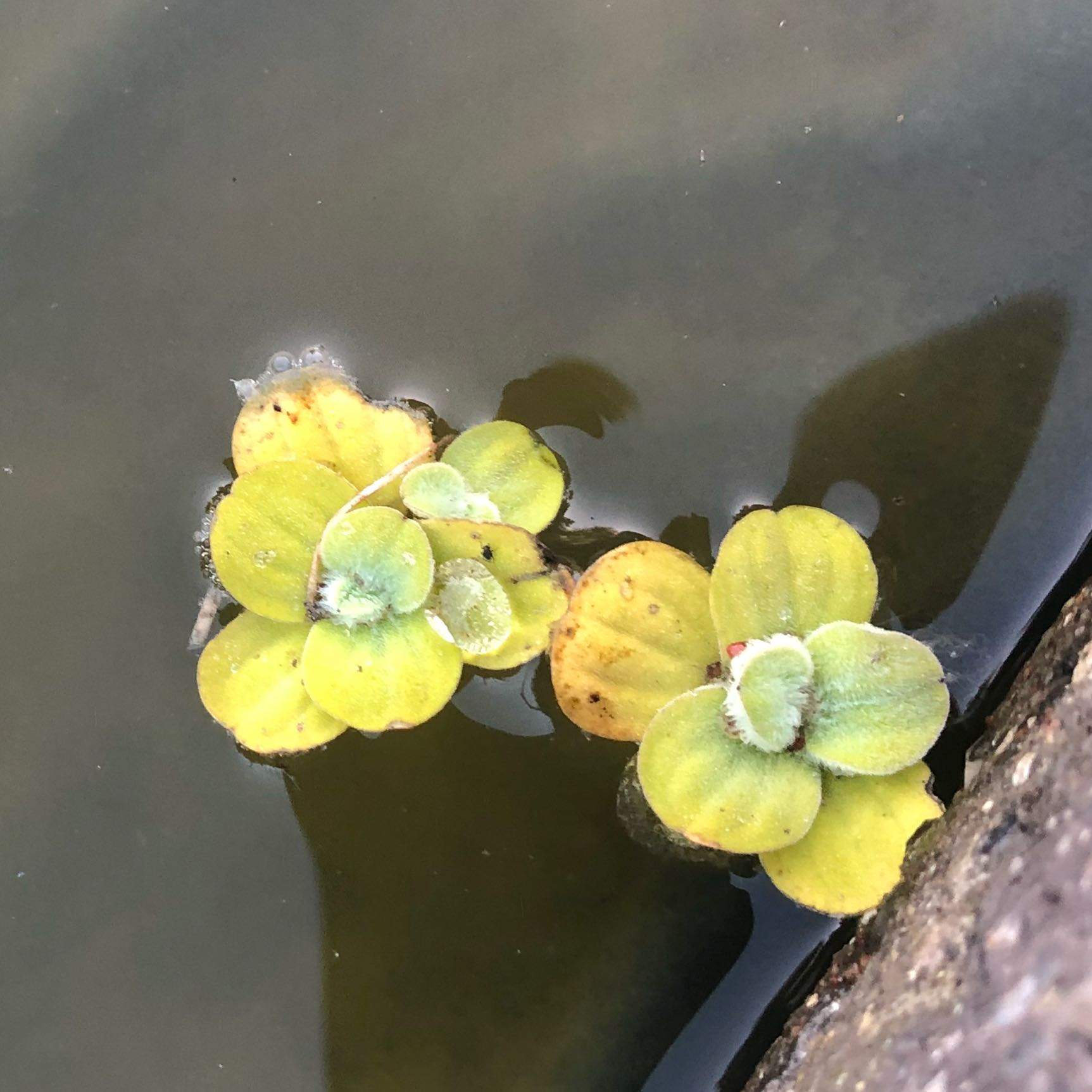 Müssen diese schwimmpflanzen im winter aus dem teich?