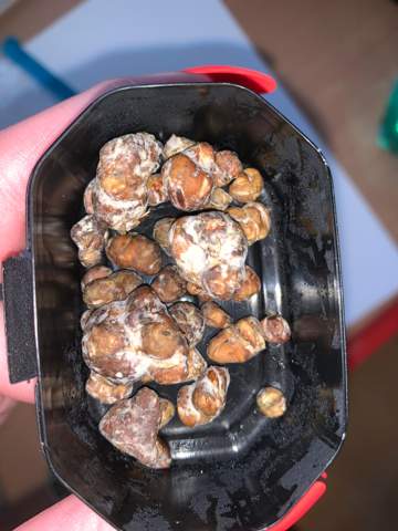 Mussen Magische Truffel So Aussehen Drogen Mussen Magische Truffel So Aussehen Drogen