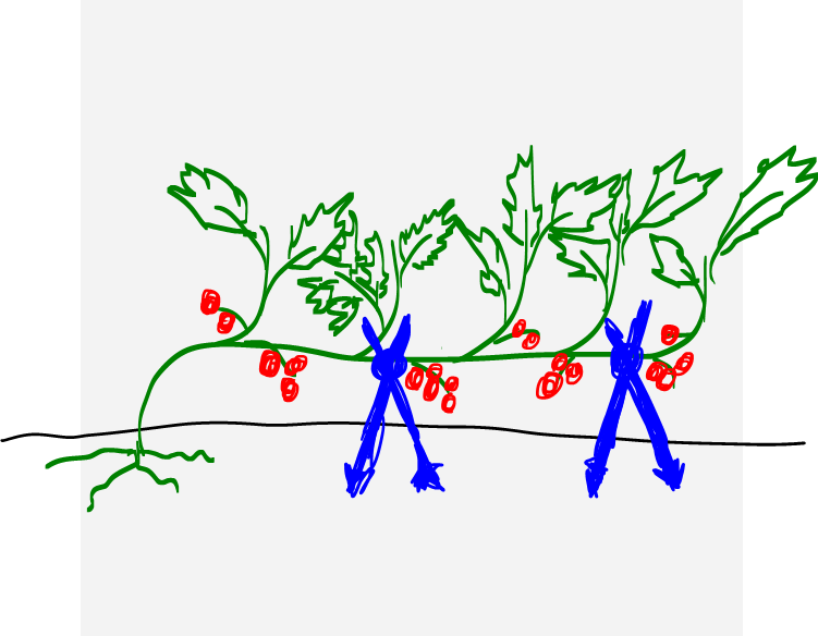 MSSEN Tomatenstrucher eigentlich nach oben wachsen? (Gemse,  Pflanzenpflege, Tomaten)