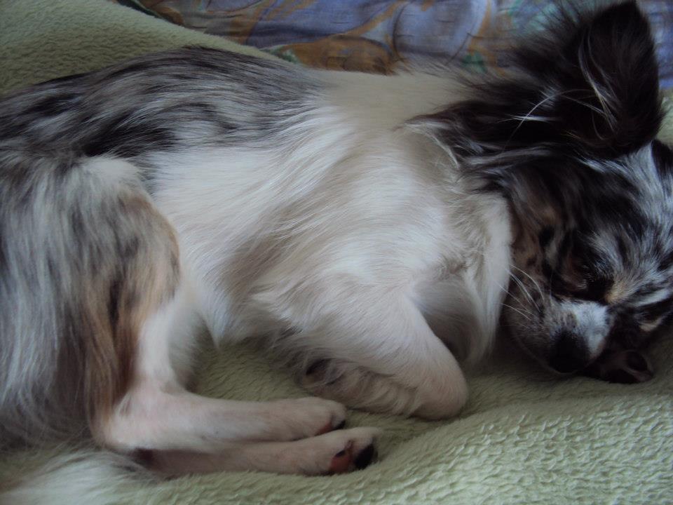 Mütze für Chihuahua? (Hund, Geschenk, Kleidung)
