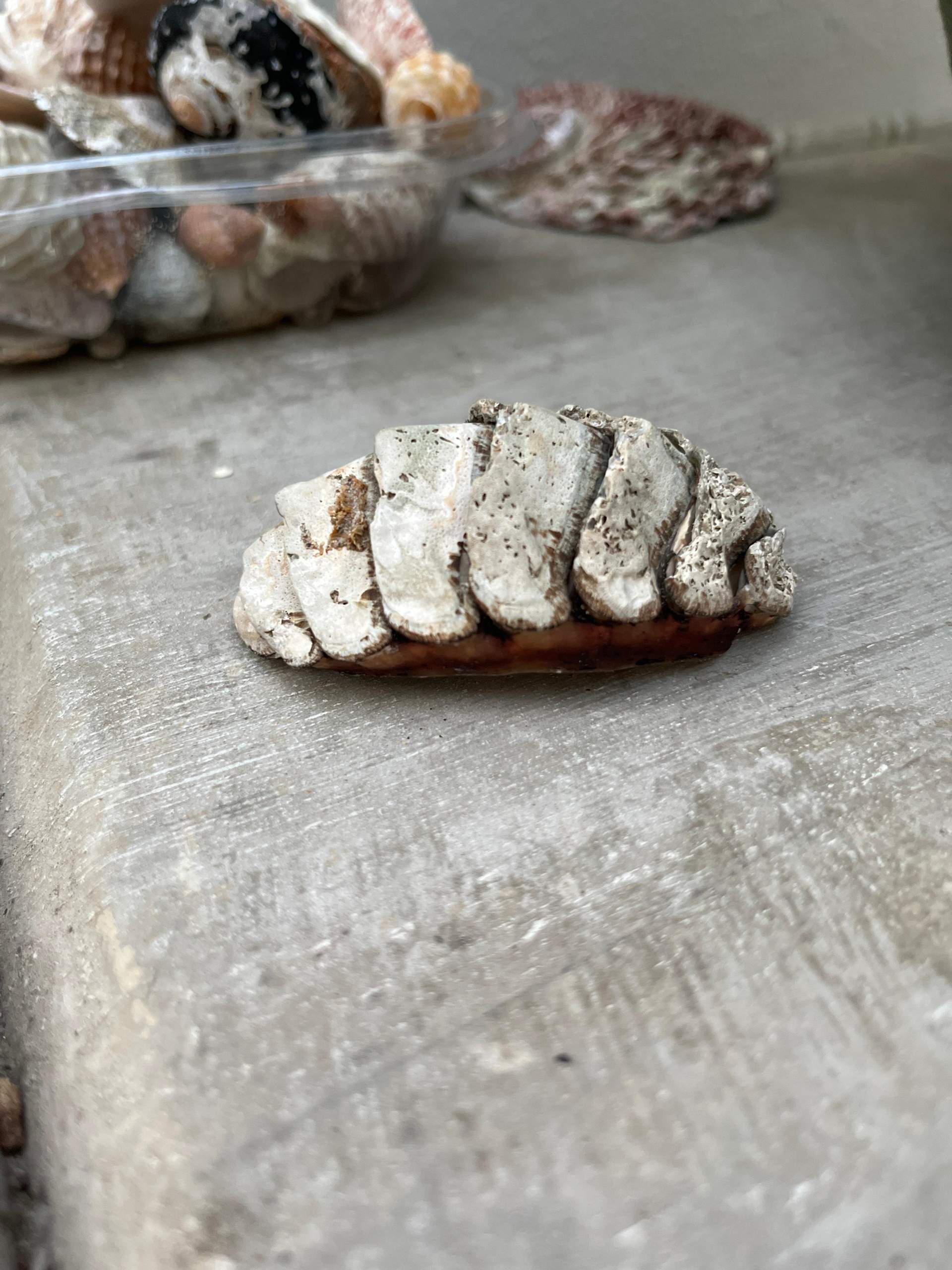 Muschel/ Meerestier was ist das? (Biologie, Strand, Südafrika)