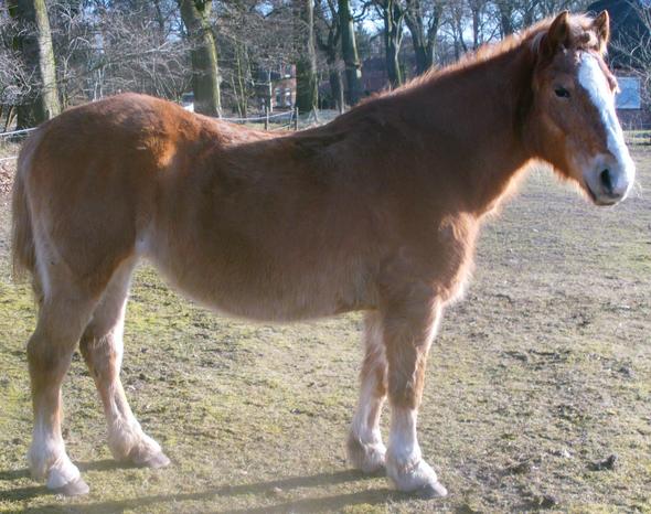 Stand - (Pferde, reiten, Muskelaufbau)