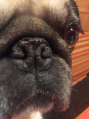 Muss Das Vom Arzt Behandelt Werden Tiere Hund Tierarzt Muss Das Vom Arzt Behandelt Werden Tiere Hund Tierarzt