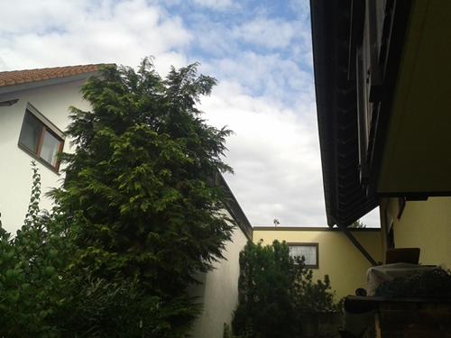 drüber - (Kaninchen, Sicherheit, Vögel)