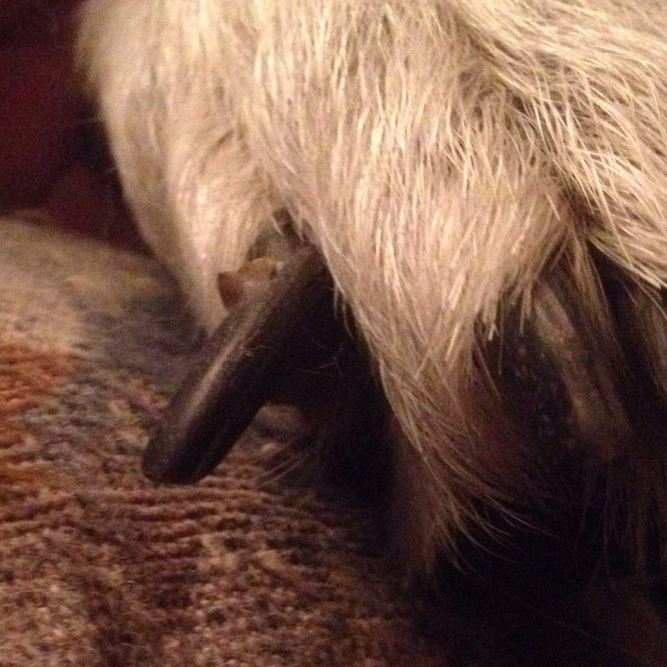 Muss ich mir machen und zum Tierarzt? (Hund)
