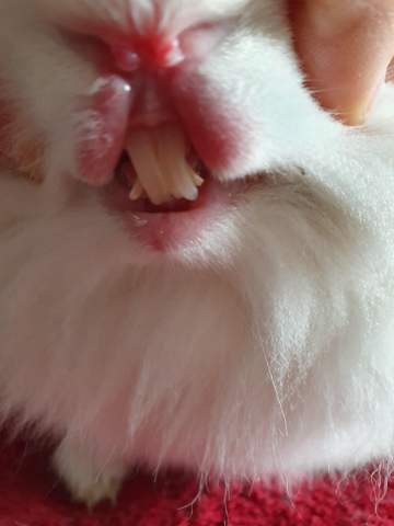 - (Kaninchen, Tierarzt)