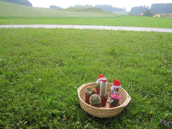 Muss man Kakteen gießen oder nur besprühen?! (Garten)