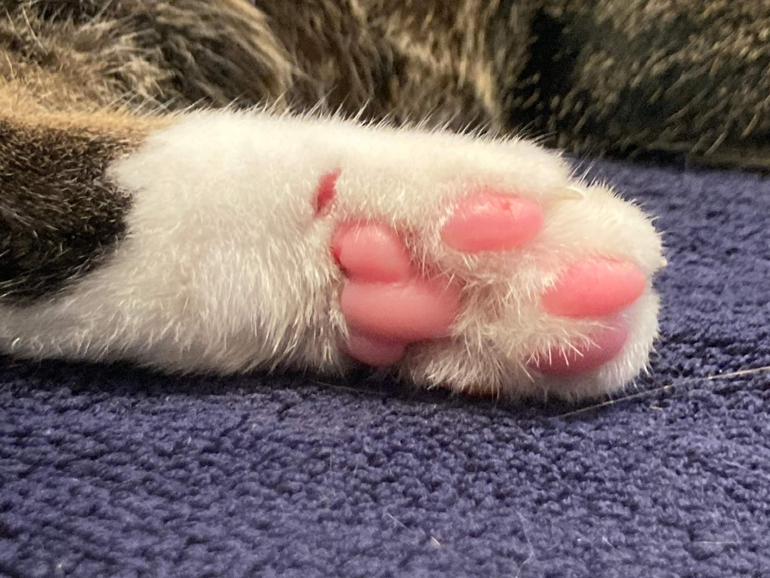 Muss meine Katze mit dieser Wunde bereits zum Tierarzt? (Kater, Tiermedizin, Tiergesundheit)