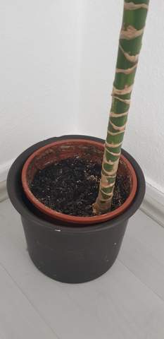 - (Pflanzen, Garten, Botanik)