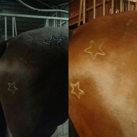 Muster Scheren Sterne Haare Pferde Style