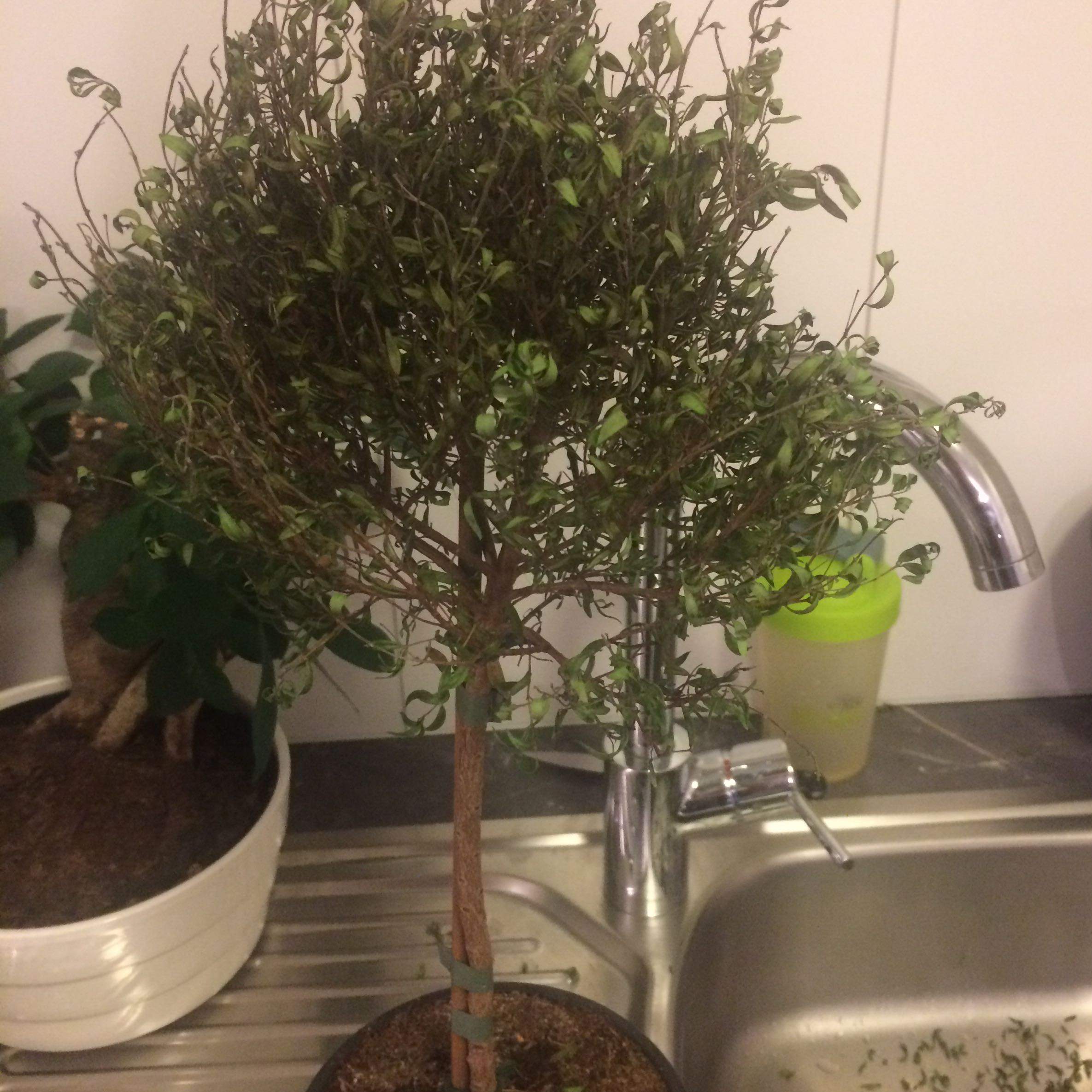 Myrte (Pflanzen, Garten, Zimmerpflanzen)