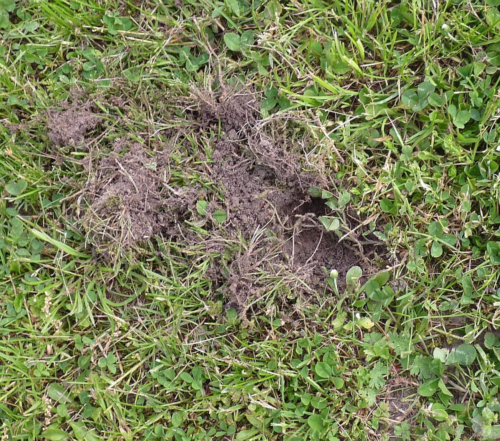 Mysteriöse Löcher im Garten? (Biologie)