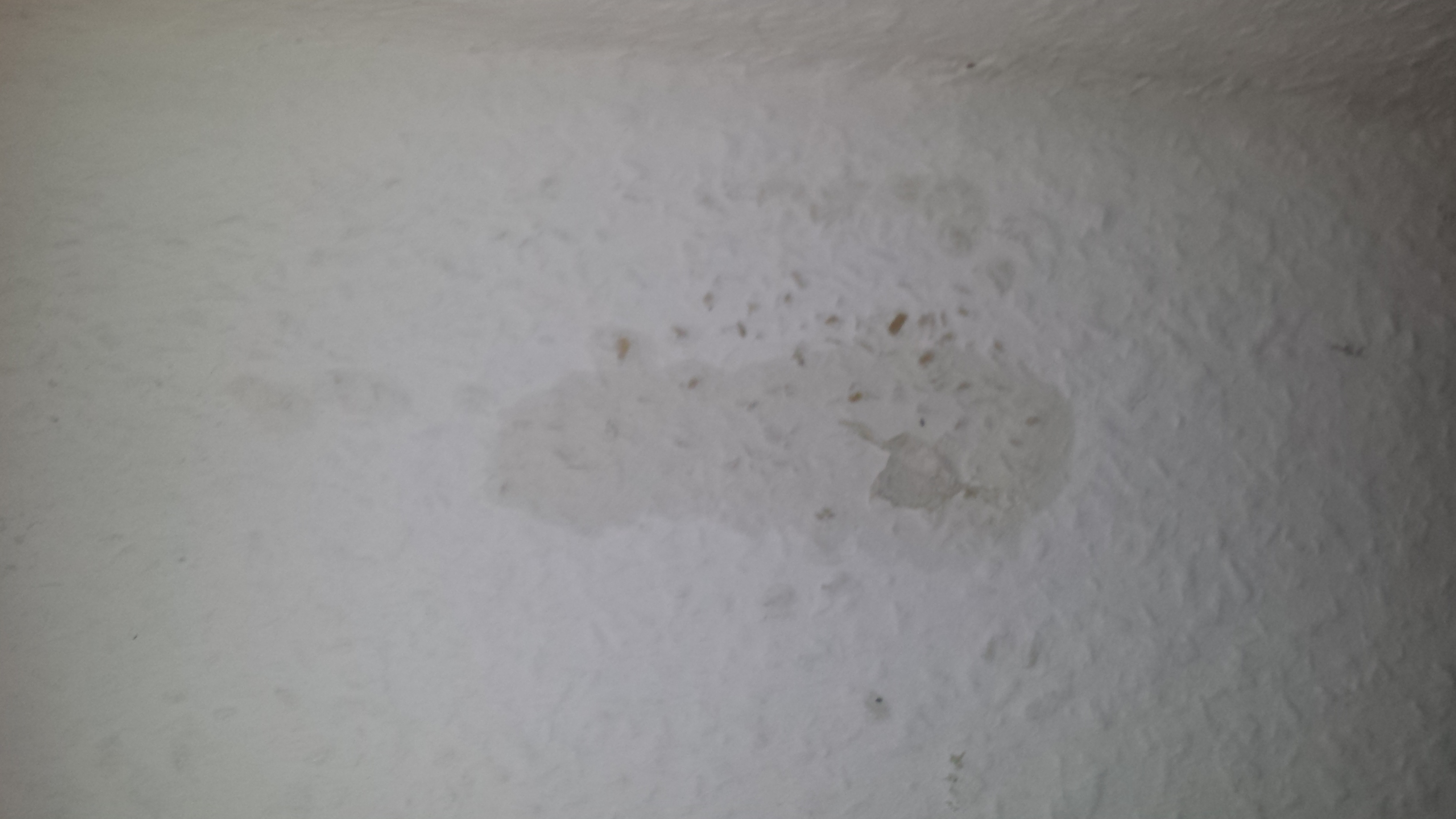 Mysteriöser Fleck an der Wand? (Wohnung, Flecken, Schimmel)
