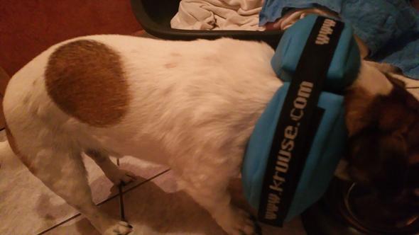 sterberate kastration hund