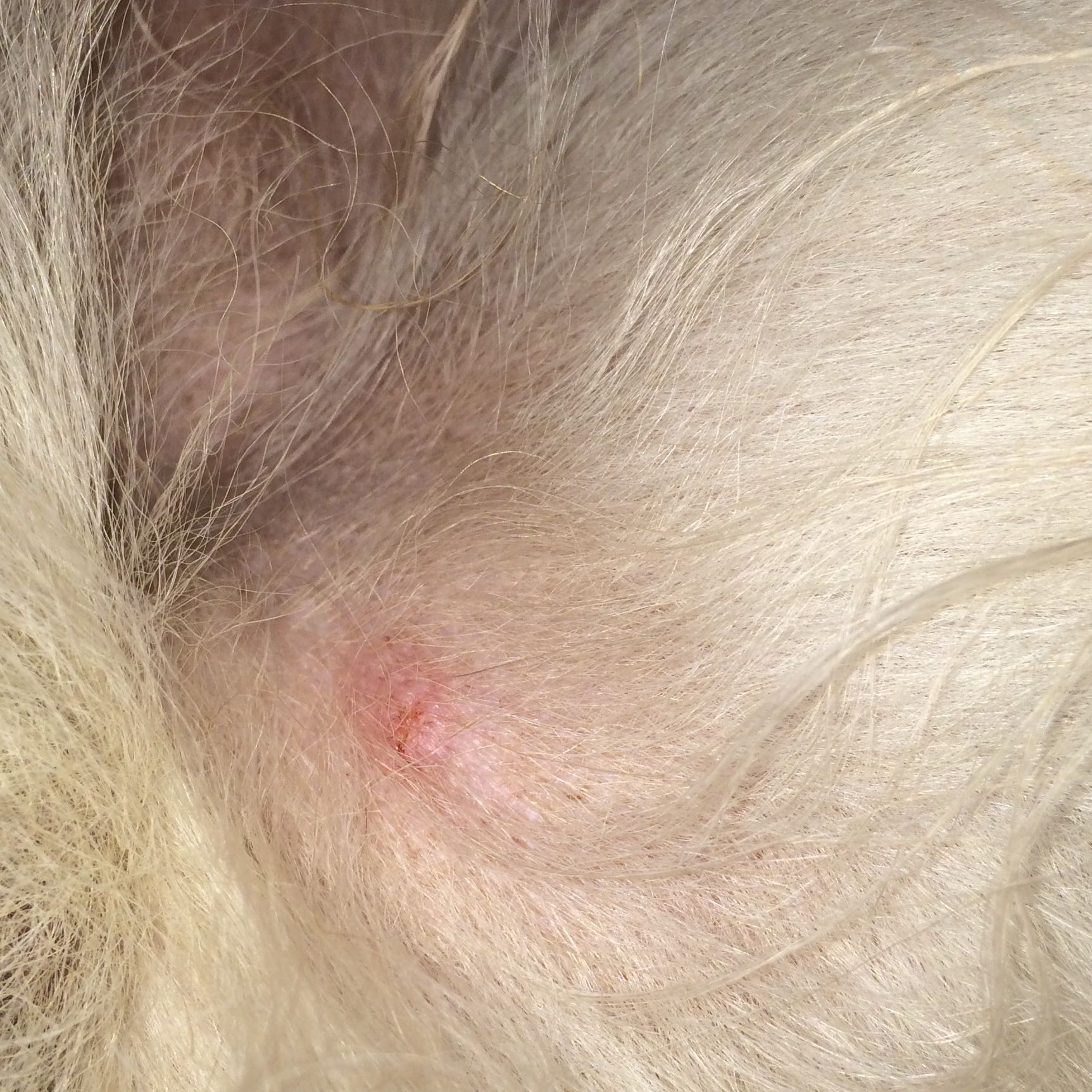 Nach einer Zecke roter "Dippel"! Ist es gefährlich? (Hund, Rötung)