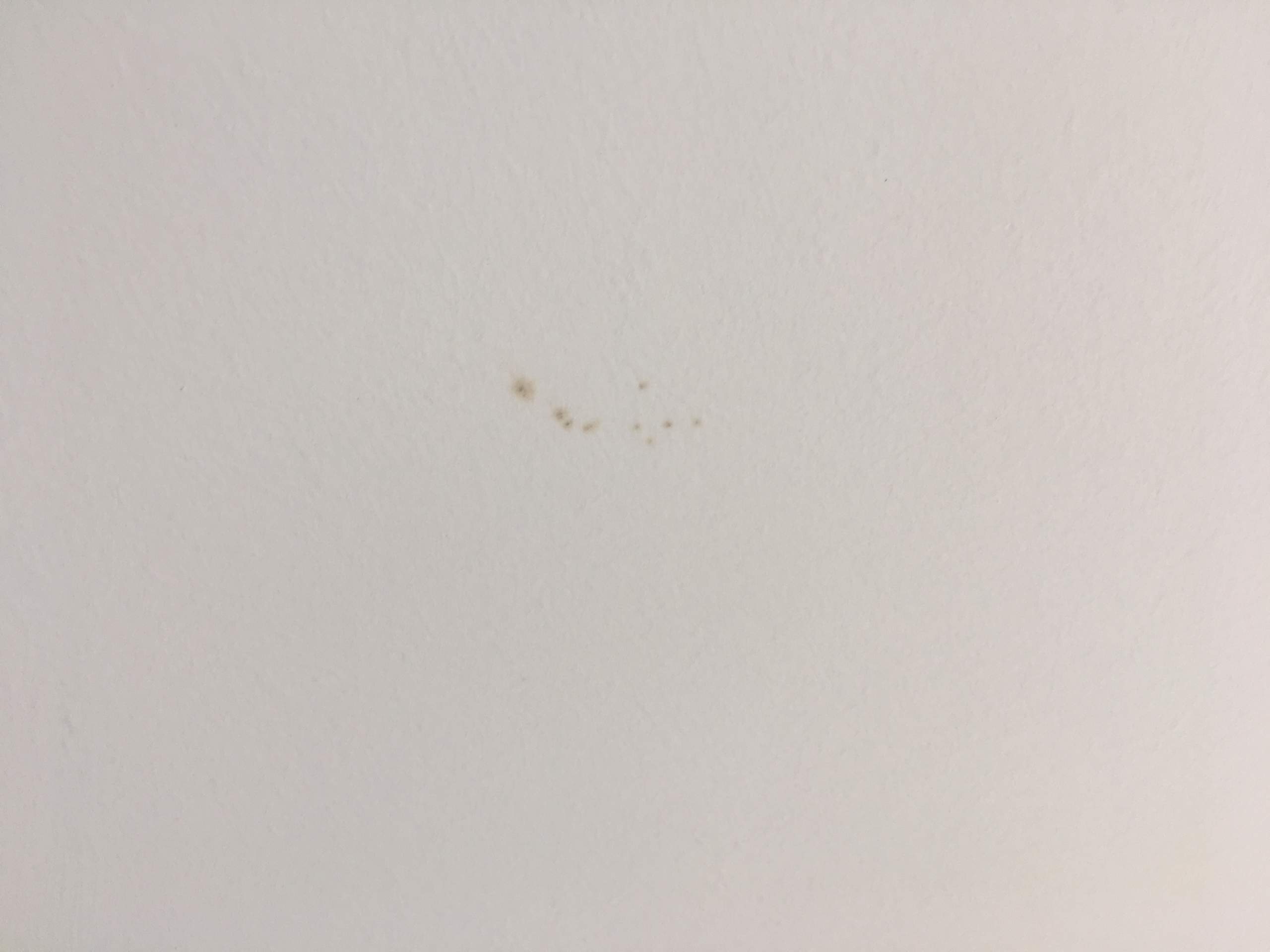 Verwunderlich Braune Punkte An Der Decke Fotos