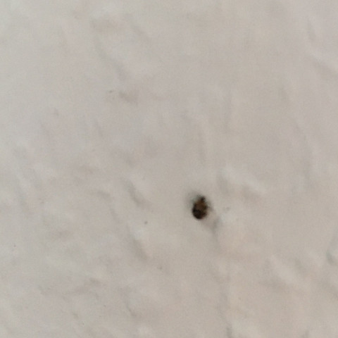 Nach Was Sieht Das Hier Fur Euch Aus Bett Kafer Ungeziefer