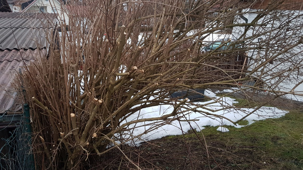 Nachbar hat Strauch (Prunus avium) über den Zaun