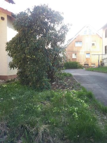 halber Baum - (Polizei, Garten, Natur)