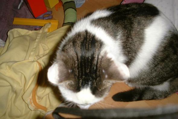 Plüsch-Felix - (Katzen, Rechte, Nachbarschaft)
