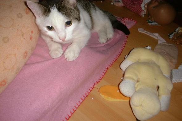 Felix klein - (Katzen, Rechte, Nachbarschaft)