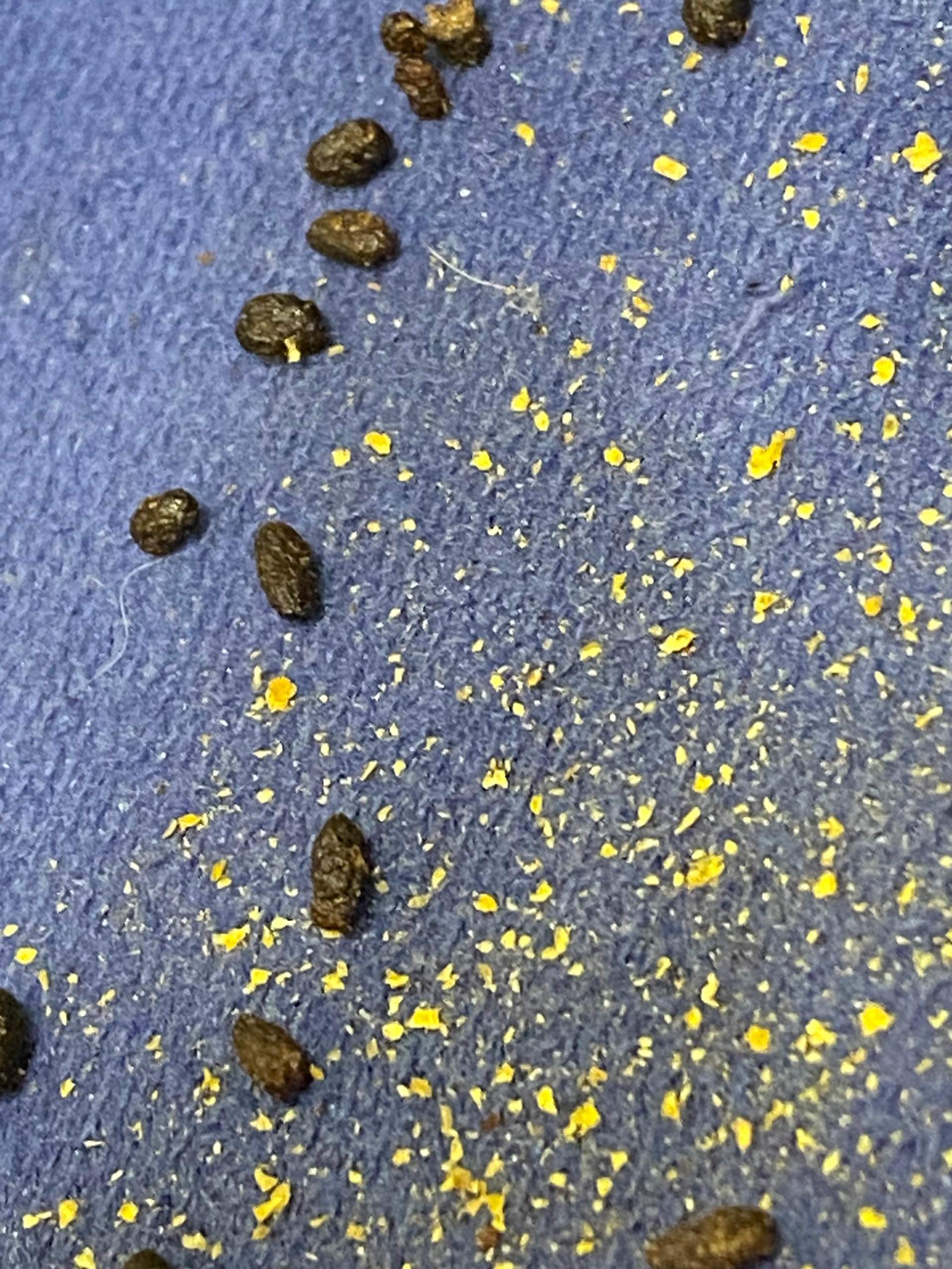 Gerusche Dachschrge Nachts
