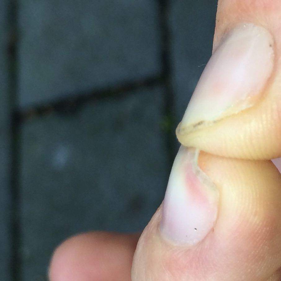 Nagelhärter für sehr sehr dünne Nägel! (Gesundheit, Beauty, Hygiene)