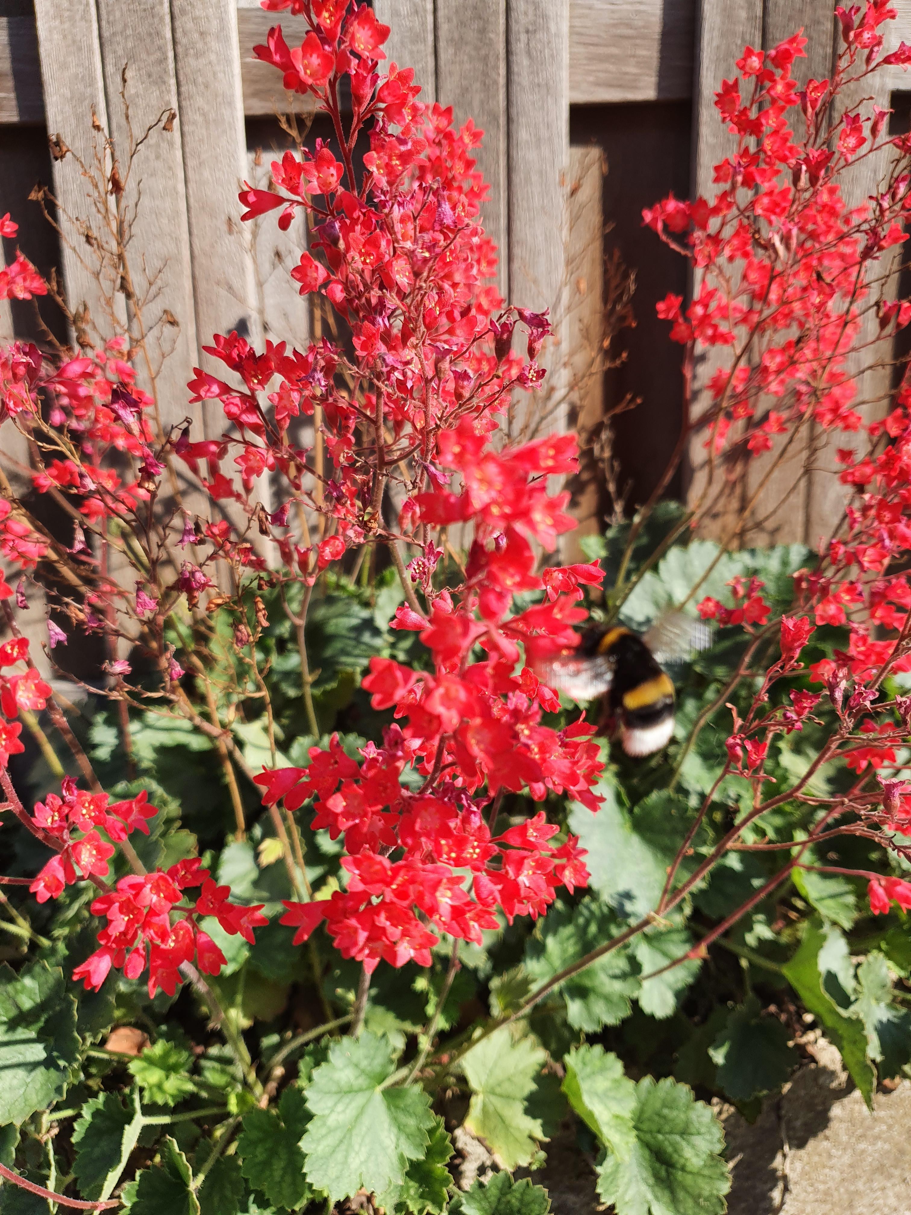 Name dieser Pflanze? Rote Pflanze? (Pflanzen, Blumen, Pflanzenbestimmung)