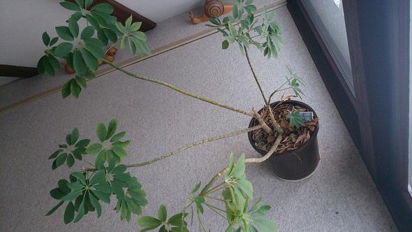 Pflanze 2 - (Pflanzen, Zimmerpflanzen)