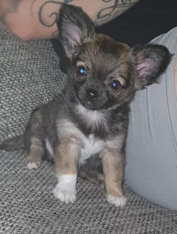 Name für Chihuahua?