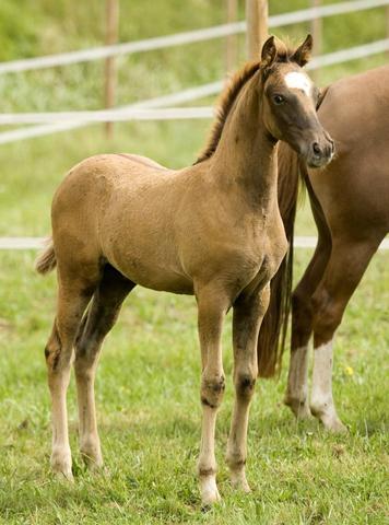 Name Fur Ein Stutfohlen Pferde Namen Fohlen