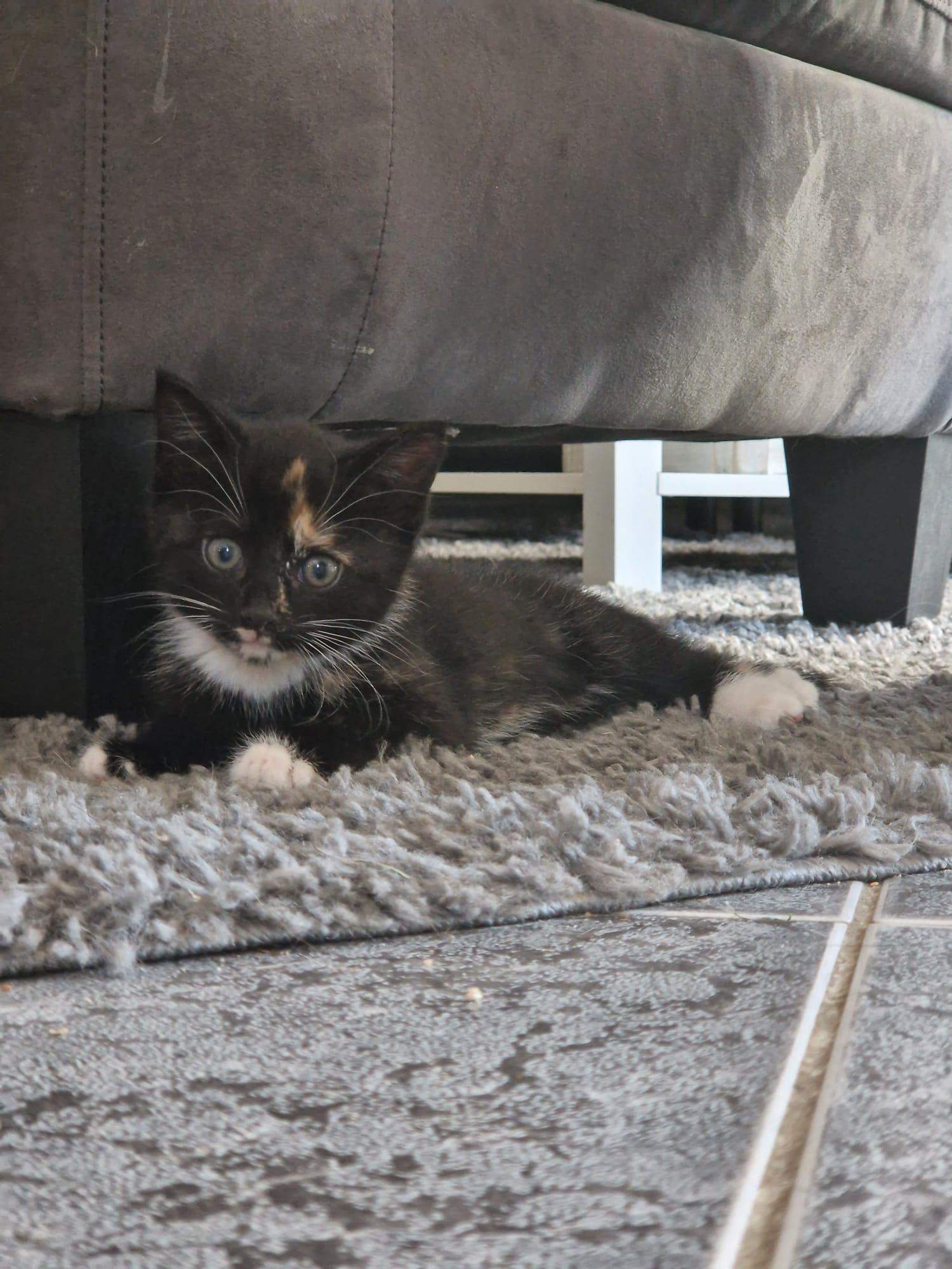 Name für weibliche Katze? (Katzennamen)