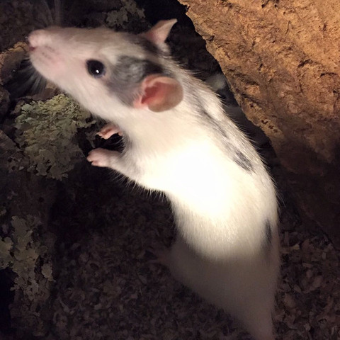 Das ist die erste Ratte - (Namen, Ratten, Rattenname)