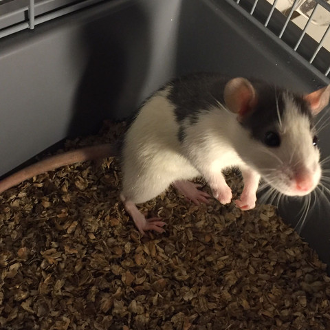Und das ist die zweite - (Namen, Ratten, Rattenname)