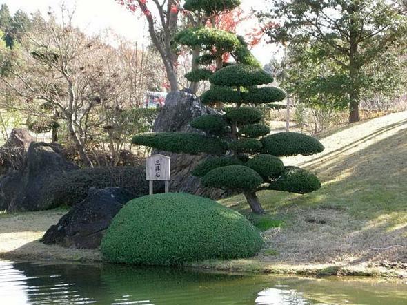 Name Vom Japanischem Baum Garten Natur Japan