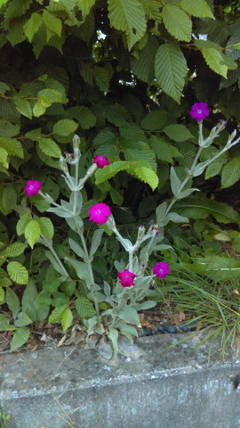 Namen Dieser Blume Gesucht Pflanzen Blumen Pink