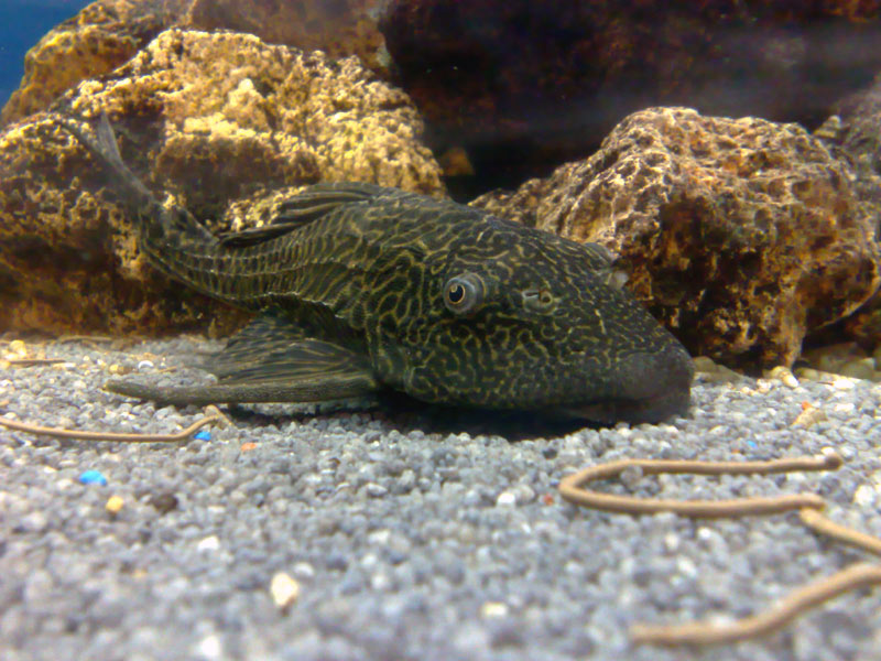 Namen Einer Fisch Art Gesucht Name Fische